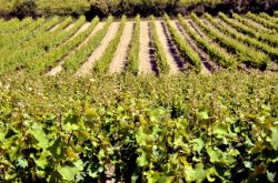 Roussillon Wine Region